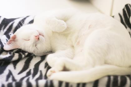 Pet Photo
