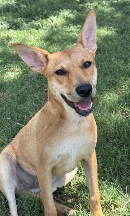 Pet Photo