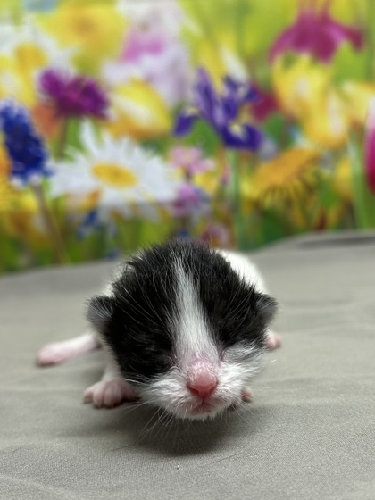 Pet Photo