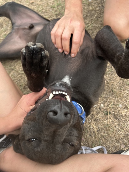Foto de mascota