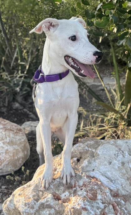 Pet Photo