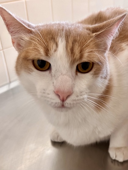 Pet Photo