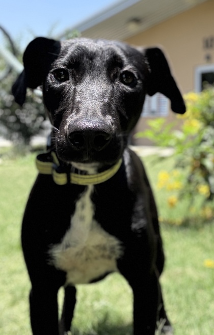 Foto de mascota