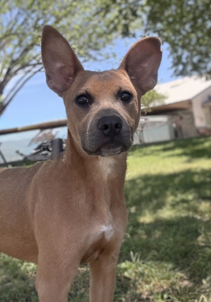 Pet Photo