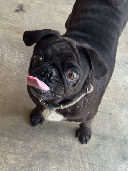 Pet Photo