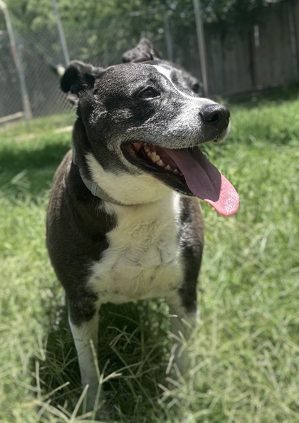 Pet Photo