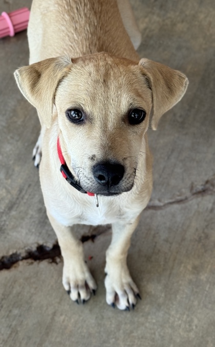 Pet Photo