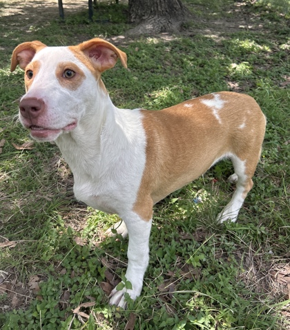 Pet Photo