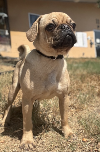Pet Photo
