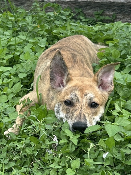 Pet Photo