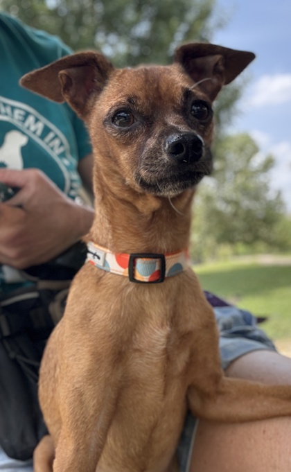 Pet Photo