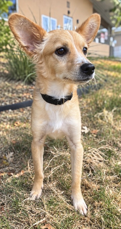 Pet Photo