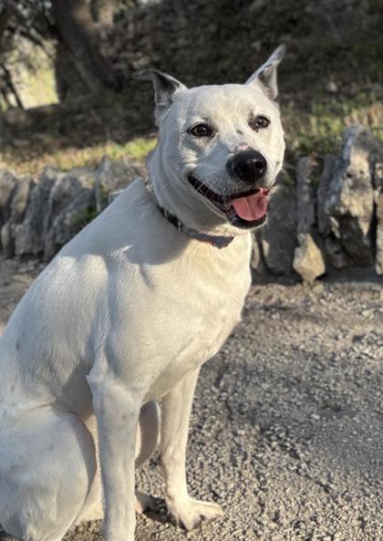 Pet Photo