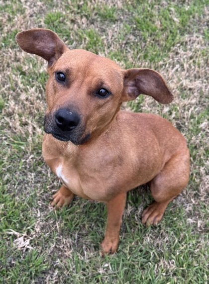 Pet Photo