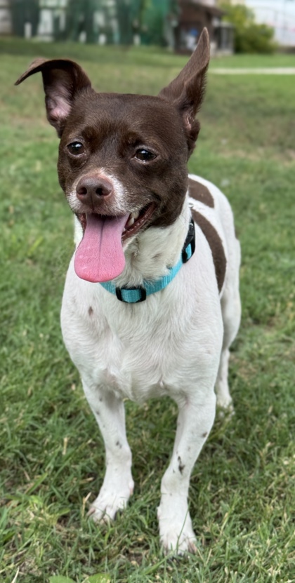 Pet Photo