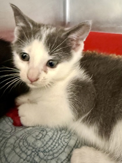 Pet Photo