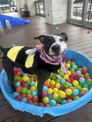 Pet Photo