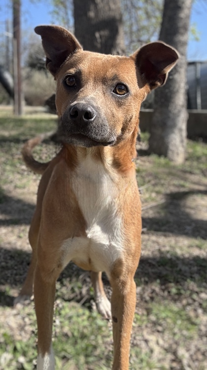 Pet Photo