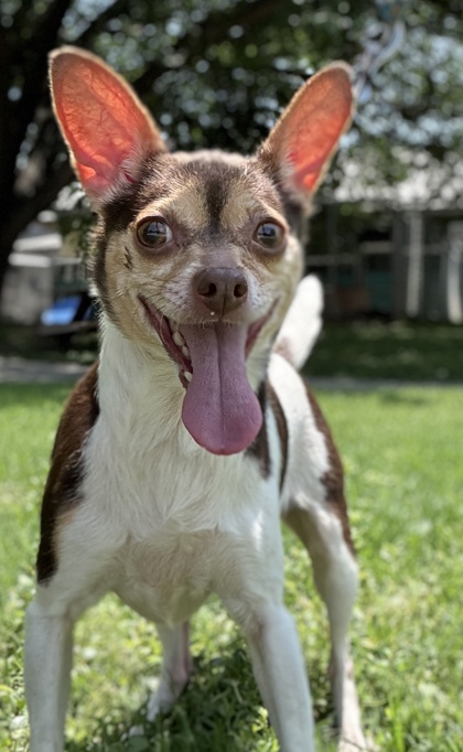 Pet Photo