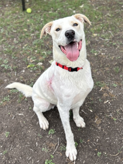 Pet Photo