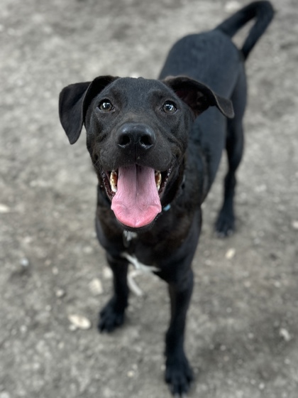 Pet Photo