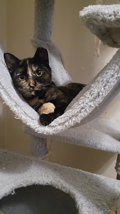 Pet Photo