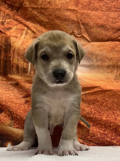 Pet Photo