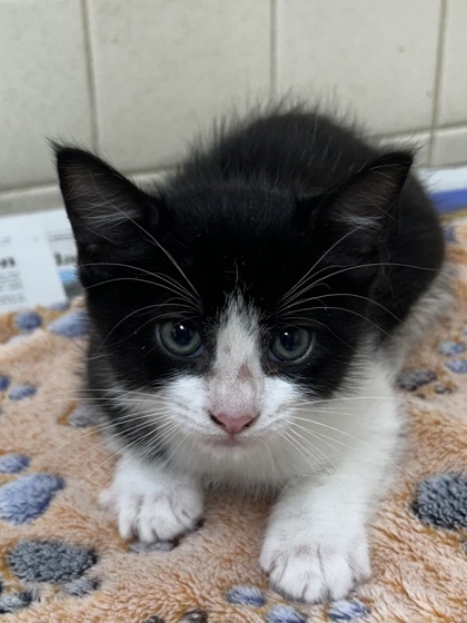 Pet Photo