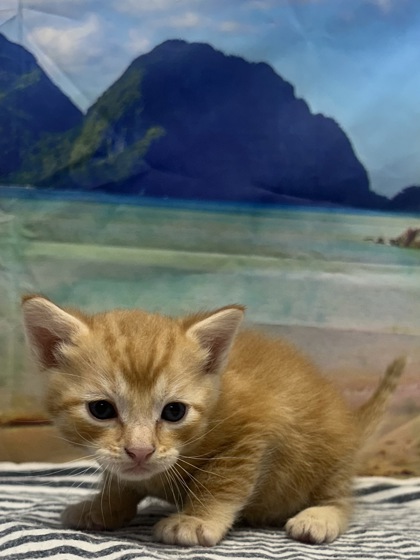 Pet Photo