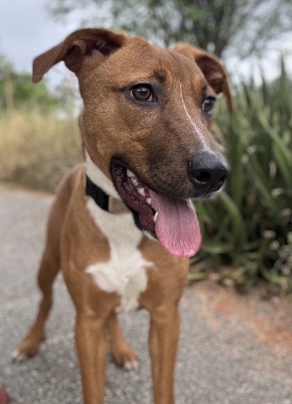 Pet Photo