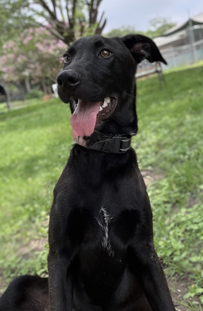 Foto de mascota