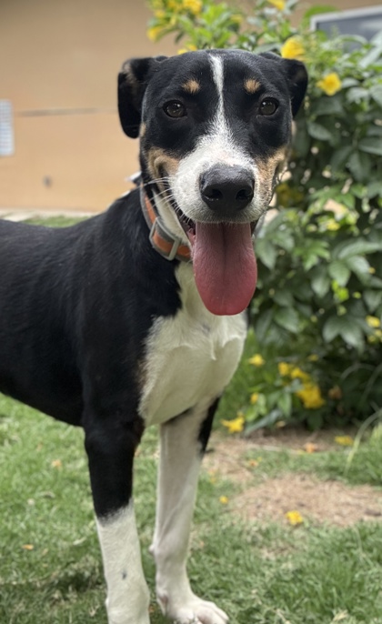 Foto de mascota