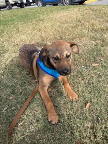 Pet Photo