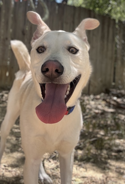 Pet Photo