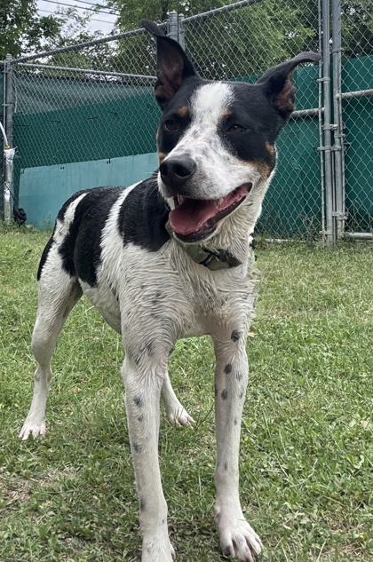 Pet Photo
