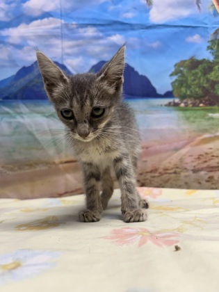 Pet Photo