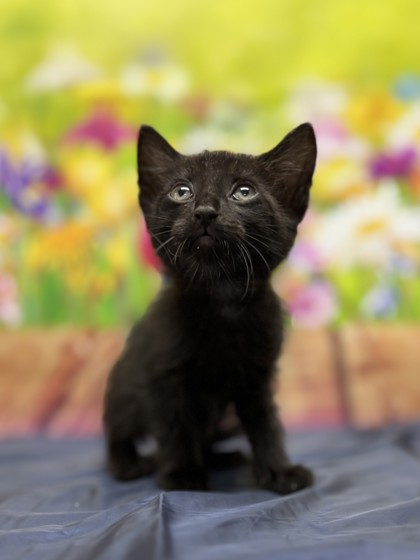 Pet Photo