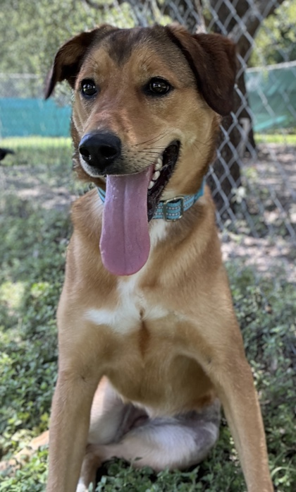 Pet Photo