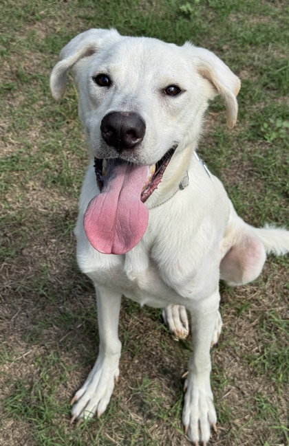 Pet Photo