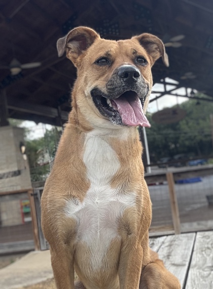 Pet Photo