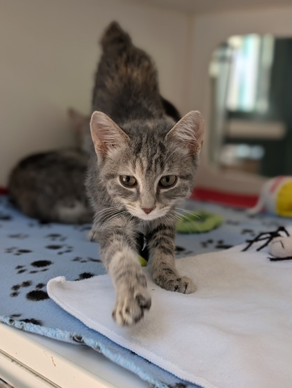 Pet Photo