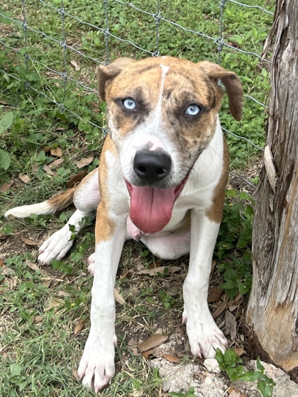 Pet Photo