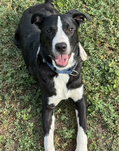 Pet Photo