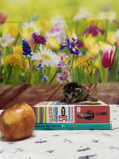 Pet Photo