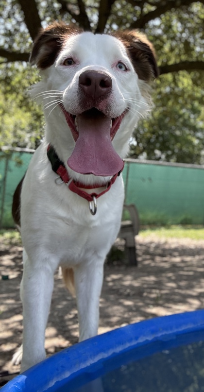 Foto de mascota