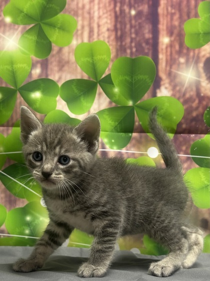 Pet Photo