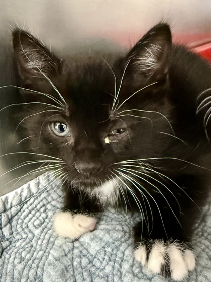 Pet Photo
