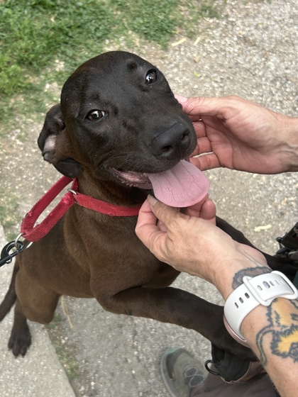 Pet Photo