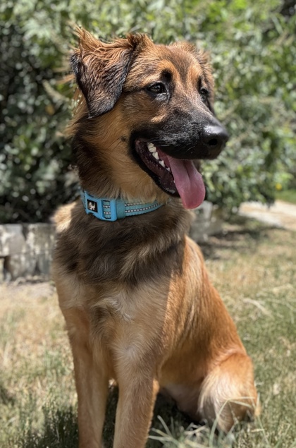 Foto de mascota