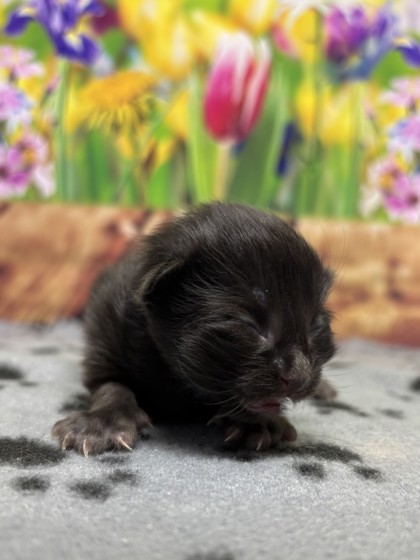 Pet Photo